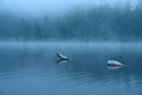Некоторые из них напоминают ящеров, которые вынырнув из воды, провожают нас взглядами…